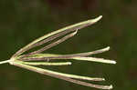 Pinewoods fingergrass